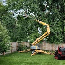 How Our Tree Care Process Works  in  Marks, MS