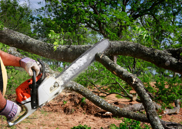 Best Arborist Consultation Services  in Marks, MS